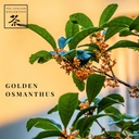 osmanthus_5.jpg